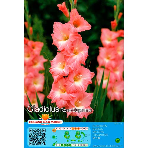Gladiole Rose Supreme imagine 1 articol 76668