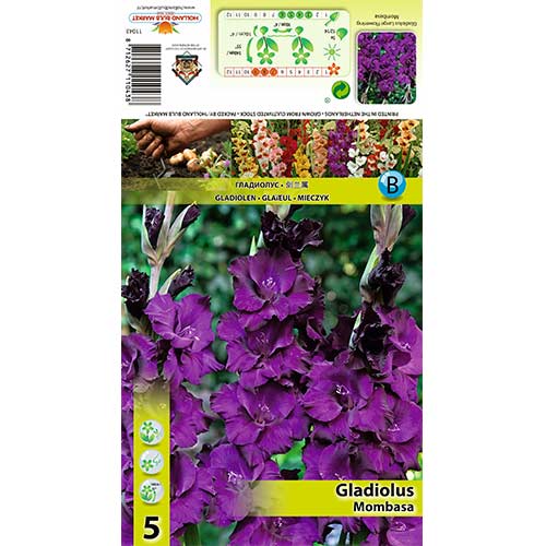 Gladiole Mombassa imagine 1 articol 70398