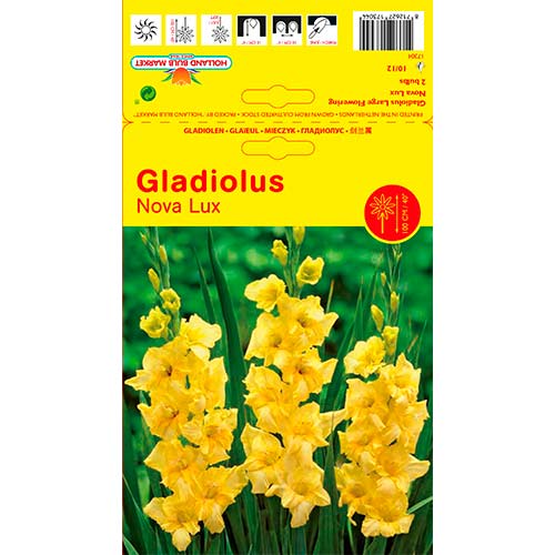 Gladiole Nova Lux imagine 1 articol 76447
