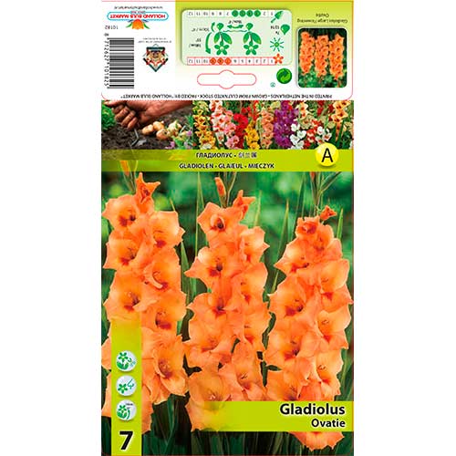 Gladiole Ovatie imagine 1 articol 76591