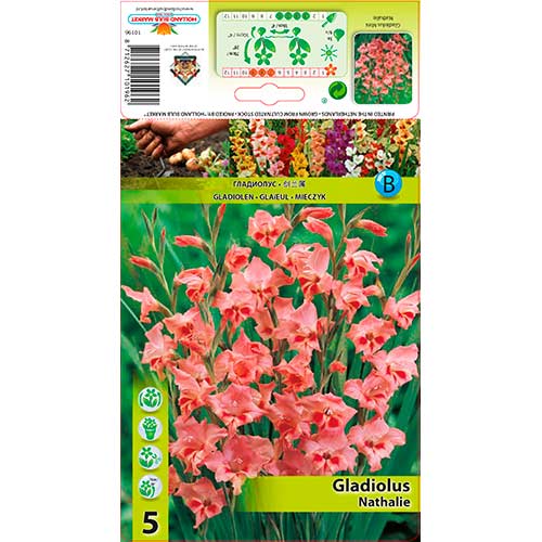 Gladiole pitice Nathalie imagine 1 articol 76331