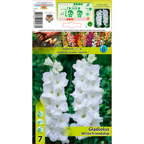 Gladiole White Friendship imagine 1 articol 76589