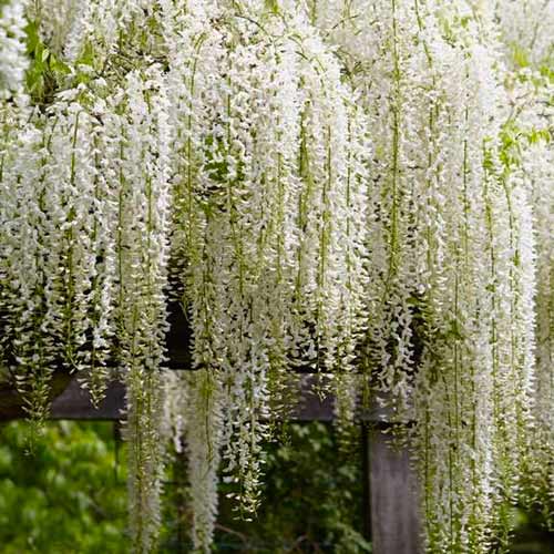 Glicină (Wisteria floribunda) Alba imagine 1 articol 5629