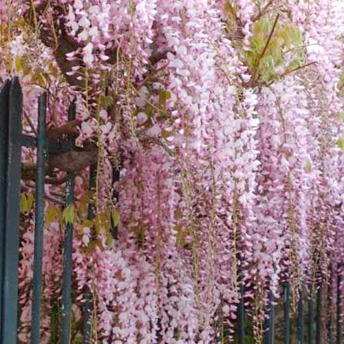 Glicină (Wisteria floribunda) Rosea imagine 1 articol 5631