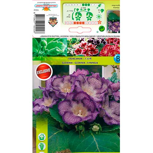 Глоксиния Tigrina Blue изображение 1 артикул 76261