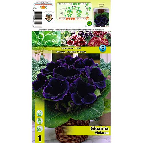 Gloksynia Violacea interface.image 1 interface.art 70408