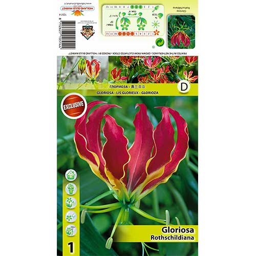 Glorioza Rotszylda (Gloriosa Rothschildiana) interface.image 1 interface.art 70406