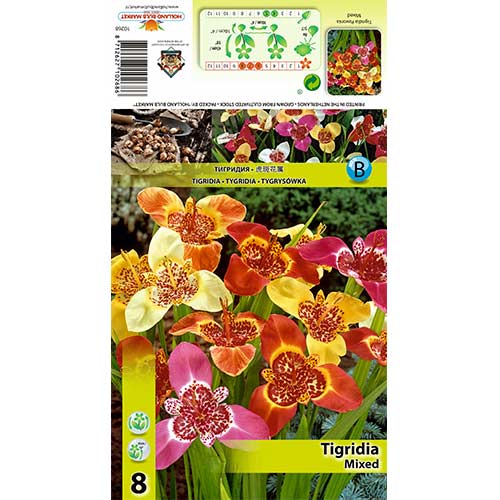Tigridia mix multicolor imagine 1 articol 70321