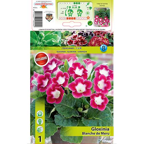 Gloxinie Blanche de Meru imagine 1 articol 76259
