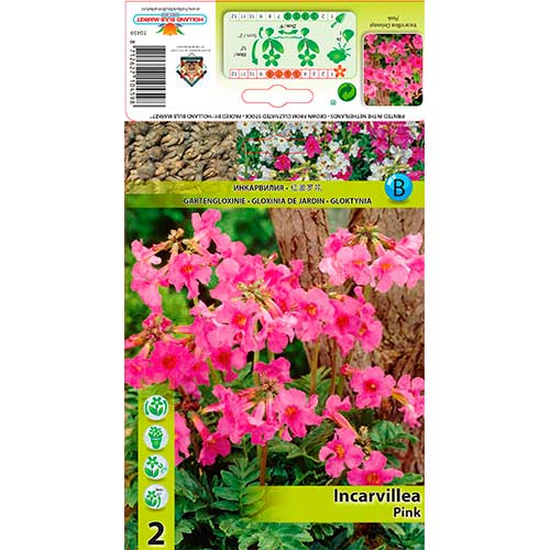 Gloxinie sălbatică (Incarvillea) Delavayi Pink imagine 1 articol 76280