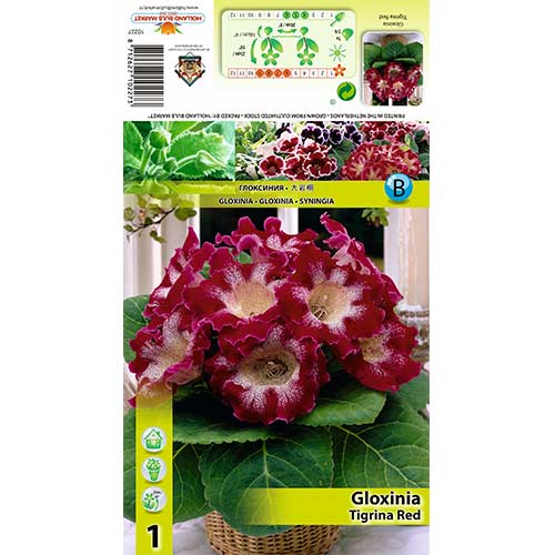 Gloxinie Tigrina Red imagine 1 articol 70407