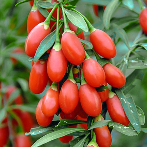 Goji Big Berry, P9 imagine 1 articol 1582