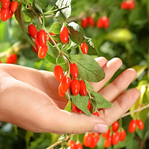 Goji Big Korean Big, P9 imagine 1 articol 9321