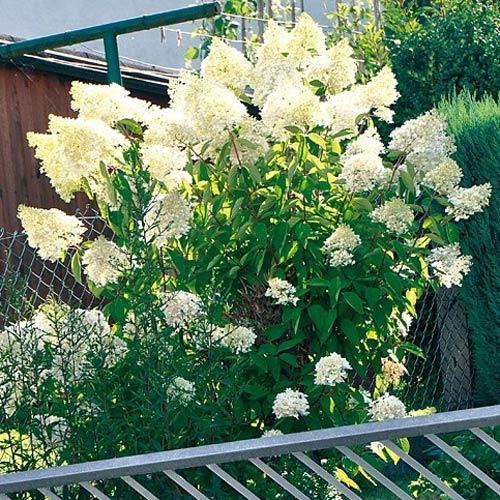 Hortensia paniculată Big Ben imagine 3 articol 2445