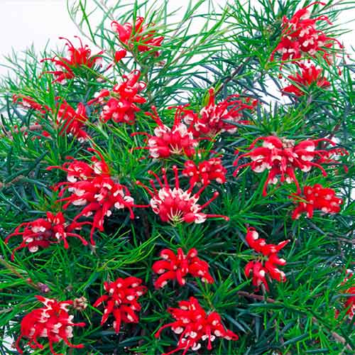 Grewilla (Grevillea) Canberra Gem interface.image 1 interface.art 4442