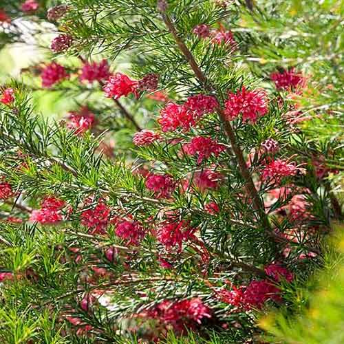Grewilla (Grevillea) juniperina interface.image 1 interface.art 4443