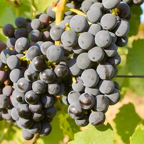 Лоза Regent изображение 1 артикул 4901