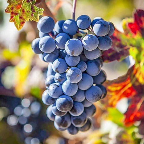 Лоза Schuyler изображение 1 артикул 4903