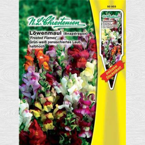 Gura leului pitică Frosted Flames, mix multicolor imagine 1 articol 69235