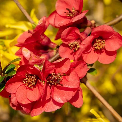 Gutui japonez Nicoline imagine 1 articol 4420