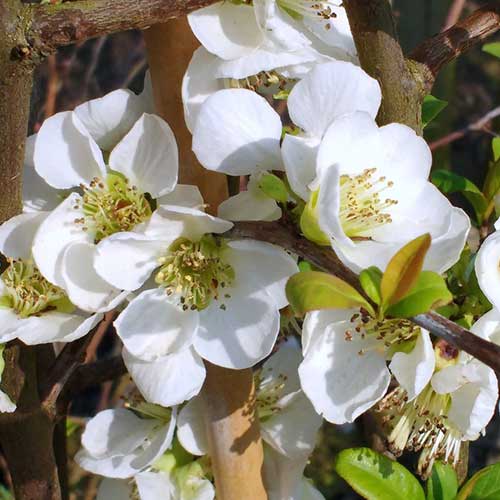 Gutui japonez Nivalis imagine 1 articol 4418