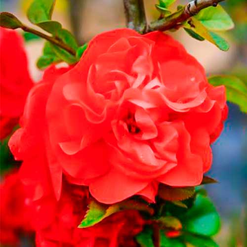 Gutui japonez Orange Storm imagine 1 articol 5591