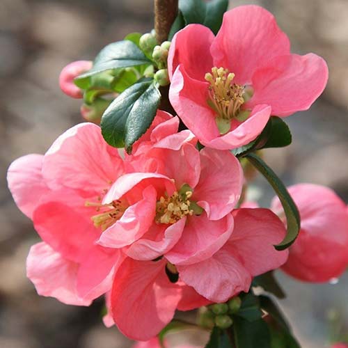 Gutui japonez Pink Lady imagine 1 articol 4421