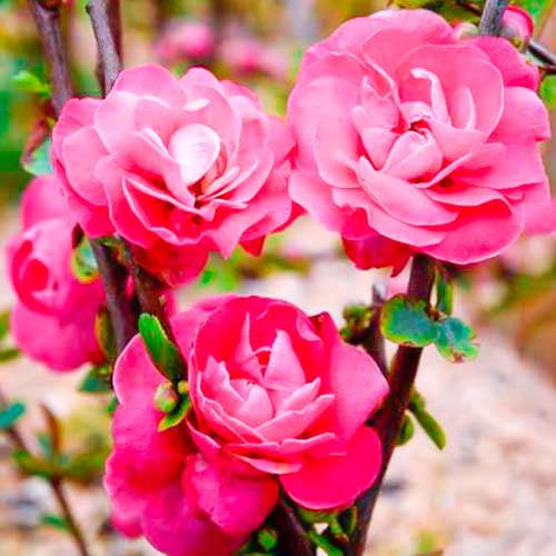 Gutui japonez Pink Storm imagine 1 articol 5592