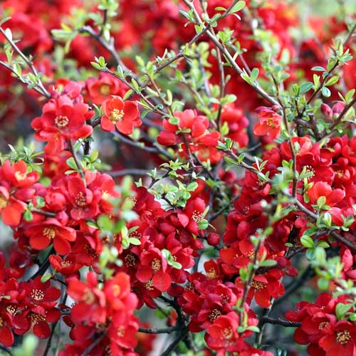 Gutui japonez Sargentii, P9 imagine 1 articol 1576