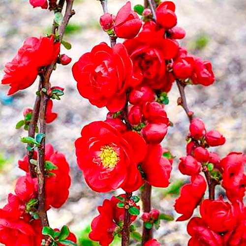 Gutui japonez Scarlet Storm imagine 1 articol 5593