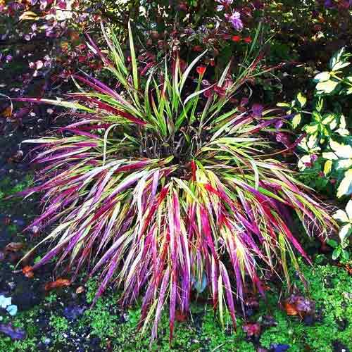 Hakonechloa macra Naomi imagine 2 articol 9550