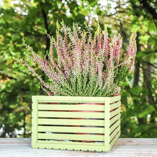 Хедър Lena изображение 1 артикул 5434