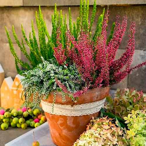 Хедър Trio Girls Athene/Elisa/Amethyst изображение 1 артикул 5896