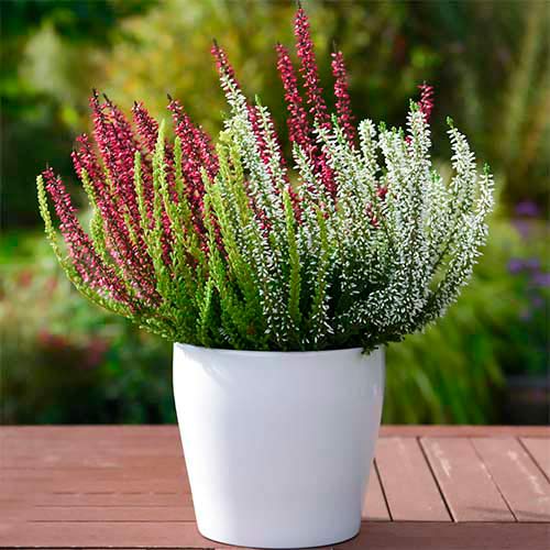 Хедър Trio Girls Athene/Hilda/Helena изображение 1 артикул 5428