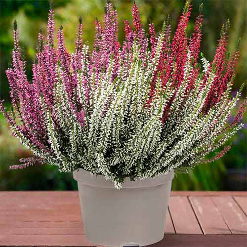 Хедър Trio Girls Athene/Hilda/Zelda изображение 1 артикул 5427