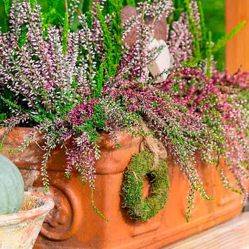 Хедър Trio Girls Hilda/Elisa/Amethyst изображение 1 артикул 5897