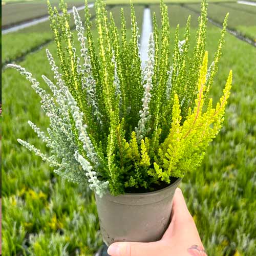 Хедър Trio Girls Zelia/Zilly/Zoe изображение 1 артикул 5429