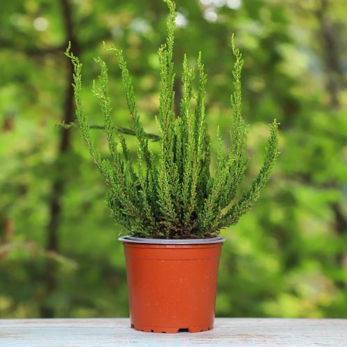 Хедър Zelda изображение 1 артикул 5440