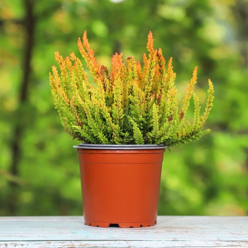 Хедър Zoe изображение 1 артикул 5442