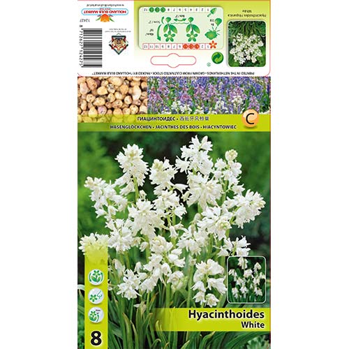 Hiacyntowiec hiszpański White interface.image 1 interface.art 67370