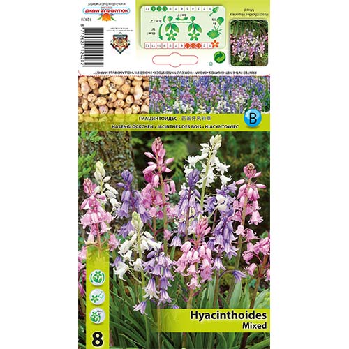 Hiacyntowiec hiszpański, mix kolorów interface.image 1 interface.art 67368