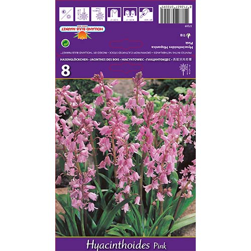 Hiacyntowiec hiszpański Pink interface.image 1 interface.art 70208