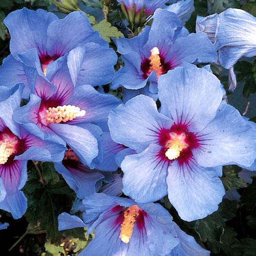 Hibiscus Albastru Gigant imagine 1 articol 64071