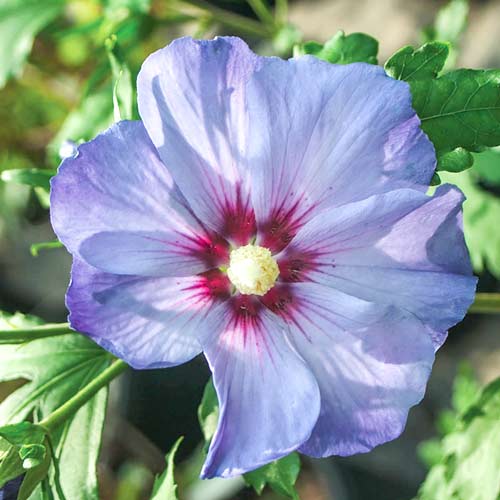 Hibiscus Azurri imagine 1 articol 3948