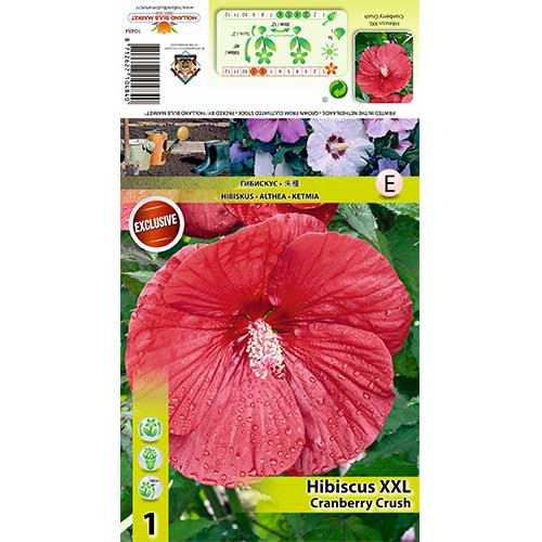 Hibiscus Cranberry Crush imagine 1 articol 70415