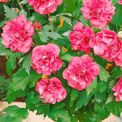 Hibiscus Duc de Brabant, P9 imagine 1 articol 9021