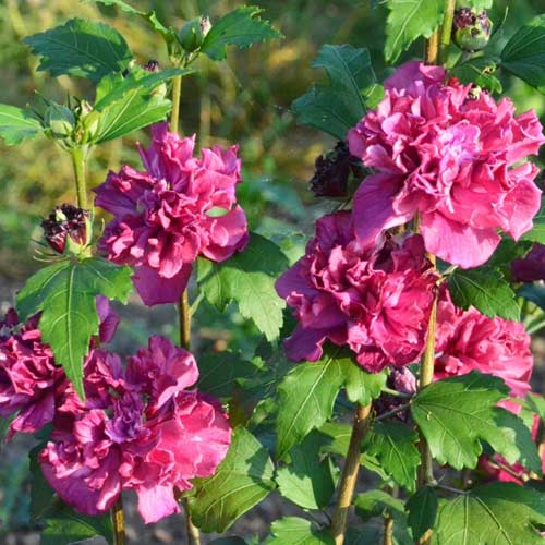 Hibiscus French Cabaret Red imagine 1 articol 5603