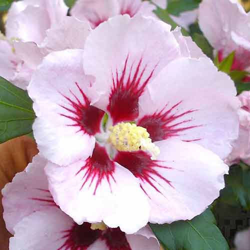 Hibiscus Hamabo imagine 1 articol 4045