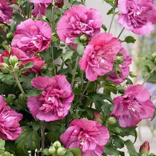 Hibiscus Magenta Chiffon imagine 1 articol 76643