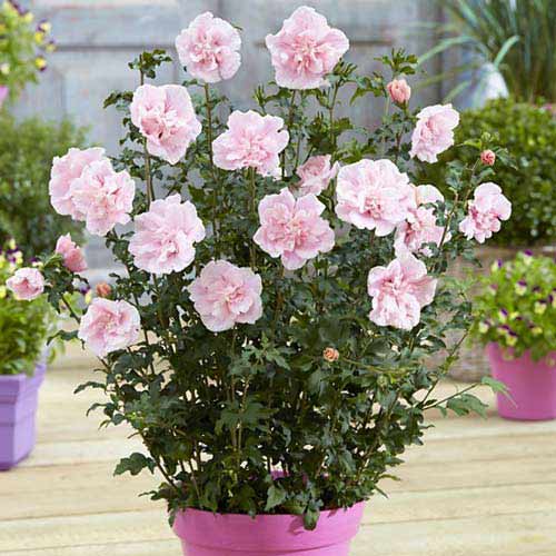 Hibiscus Pink Chiffon imagine 1 articol 76644